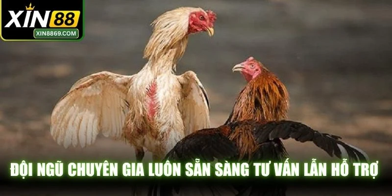Đội ngũ chuyên gia luôn sẵn sàng tư vấn lẫn hỗ trợ cược thủ liên tục