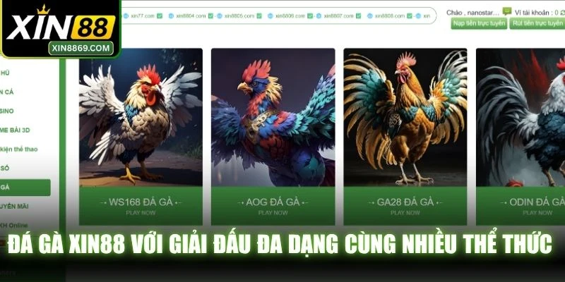 Đá gà XIN88 với giải đấu đa dạng cùng nhiều thể thức thi đấu